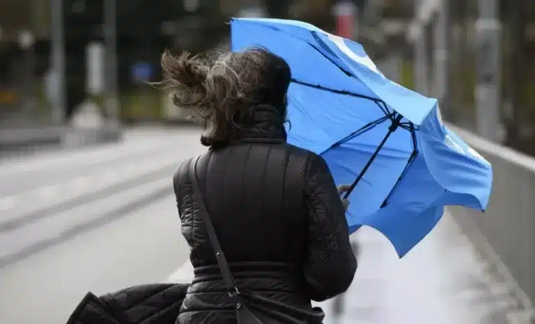 Хокимият Ташкента предупредил о риске падения деревьев из-за ветра