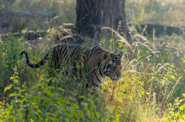 72 тигра погибли в зоопарке на севере Таиланда за две недели из-за чумы