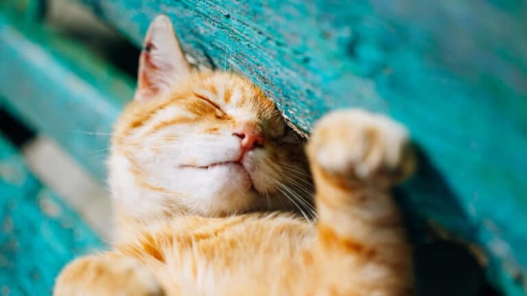 Mushuklar egasiga qanchalik bog‘langan — tadqiqoti natijalari