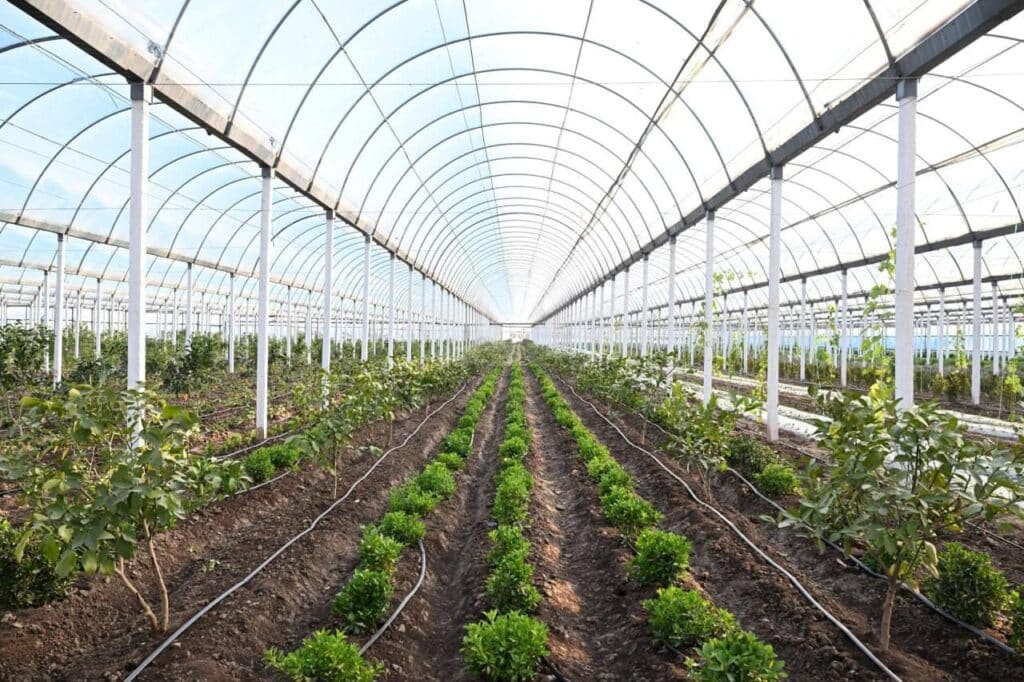 Surxondaroda bir yilda uch marta hosil olish texnikasi joriy etiladi