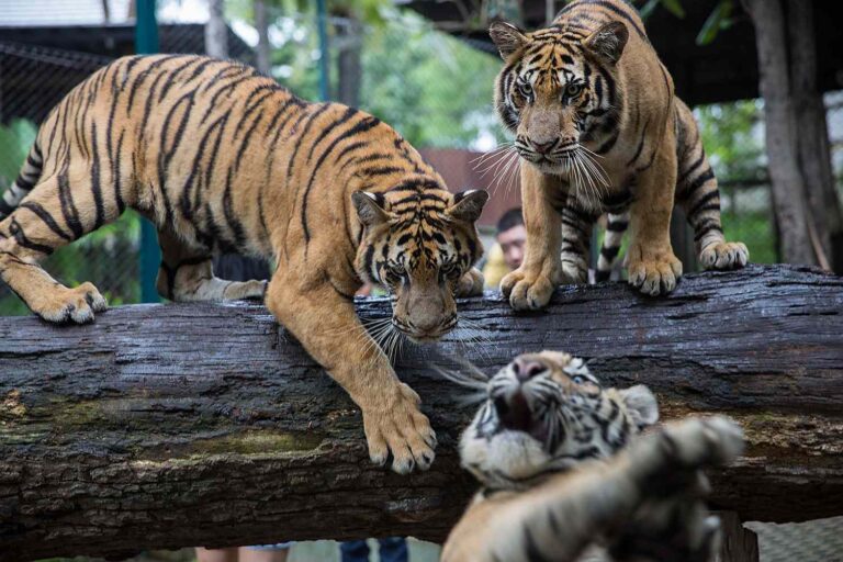 72 Tigers Dead at Chiang Mai’s Tiger Kingdom in Thailand