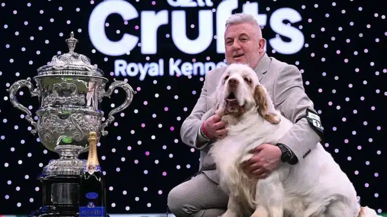 Clumber Spaniel Bruin Wins Best in Show at Crufts 2026