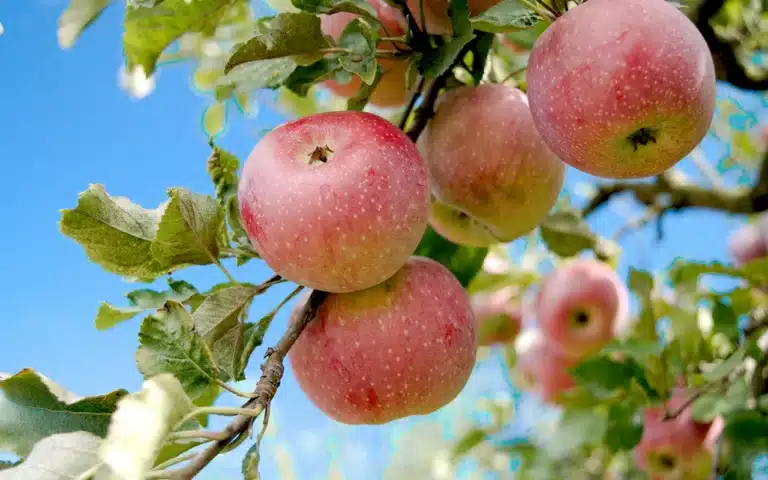 Садоводам начнут выдавать льготные кредиты на выращивание фруктов