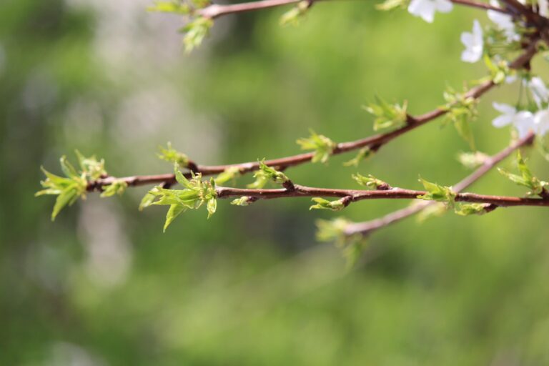 Погода в Ташкенте 18 марта: до +21° и без осадков