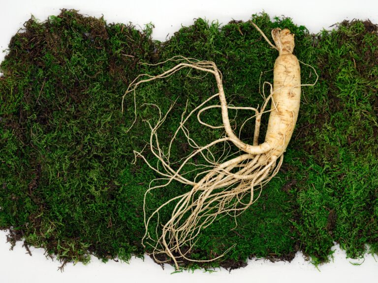 Uzbekistan to Grow Ginseng in Pilot Project with FDfive