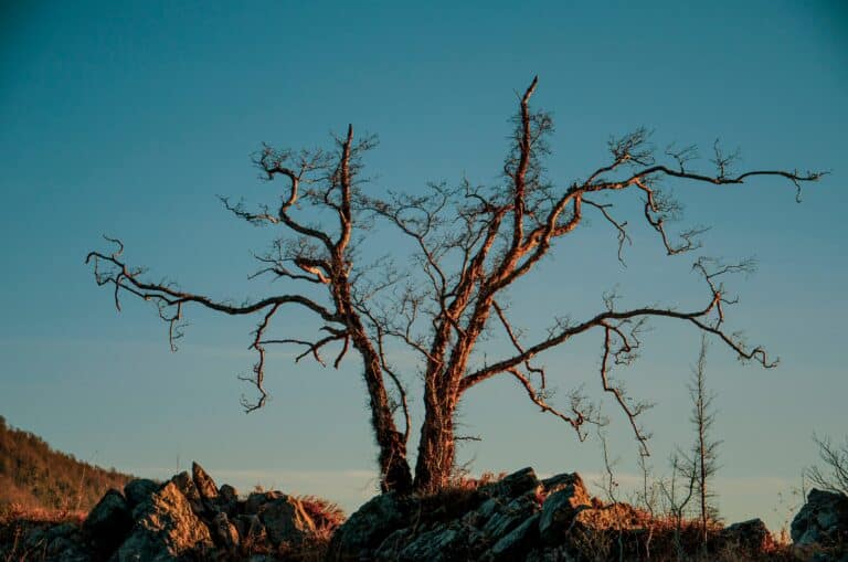 Toshkentda noqonuniy ko‘chirilgan 107 tup daraxt qurib qoldi