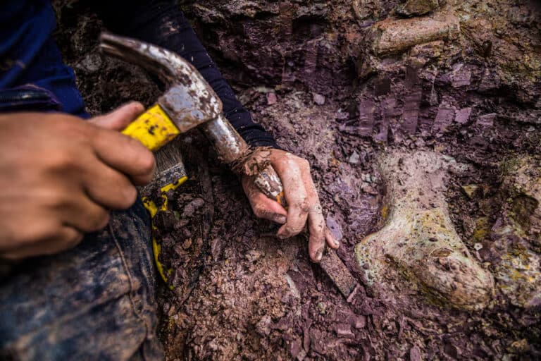 New Giant Dinosaur in Brazil Reveals Ancient Links to Europe