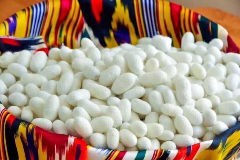 Uzbekistan Announces 35% Subsidies and Loans for Silk Cocoon Producers