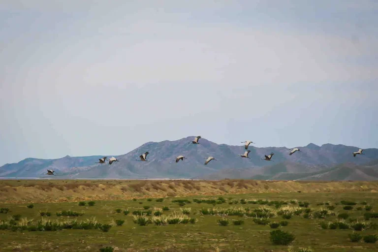 В Узбекистане расширят площадь природных зон — создадут три нацпарка на 188,8 тыс. га