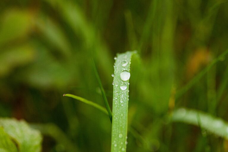 Погода в Ташкенте 22 апреля: дожди и грозы
