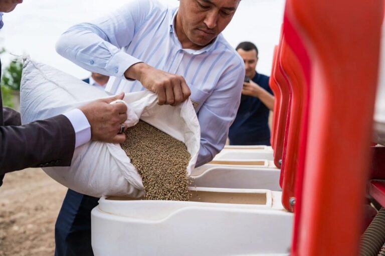 Гуар на полях Узбекистана: растение для мороженого и нефти начали выращивать в Ташкенте