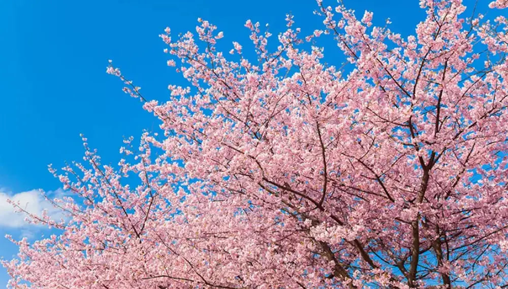 Tokio shahrida sakura daraxtlari qulab tushmoqda — foto