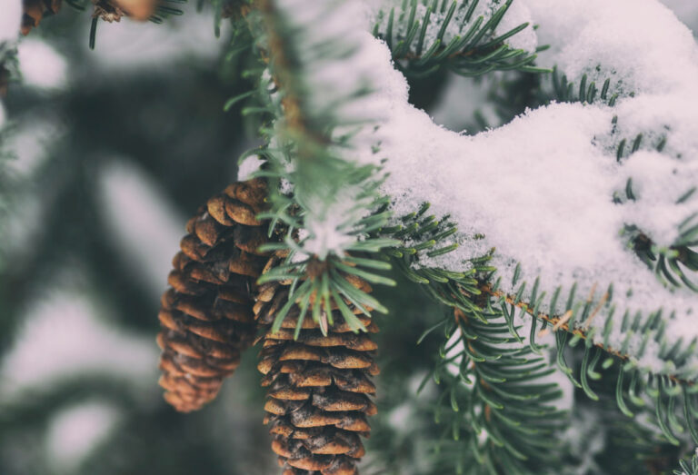 Qish qaytdimi: bir nechta hududlarda qor yog‘di — video