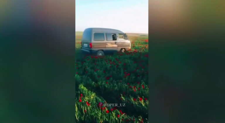 Дрифт за 61 млн сумов: в Кашкадарье оштрафовали любителей автошоу на тюльпанах — видео