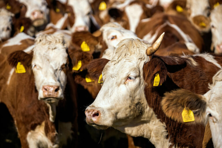 Болезни у границ: есть ли риск заражения скота в Узбекистане