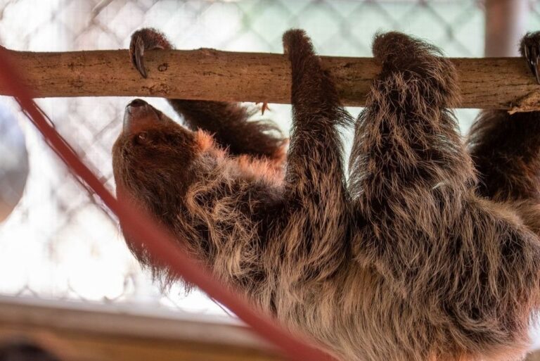 31 Sloths Die in Transit and Storage Ahead of Florida “Slotharium” Opening