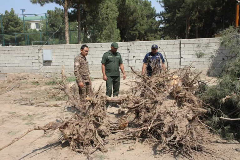 Termizda sobiq mansabdor 217 ta daraxtning kesilishida aybdor deb topildi