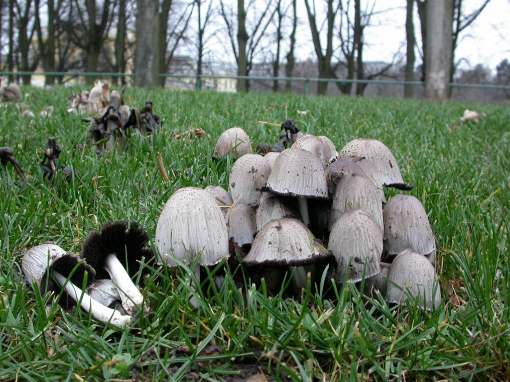 Назван гриб, который становится ядом при употреблении с алкоголем