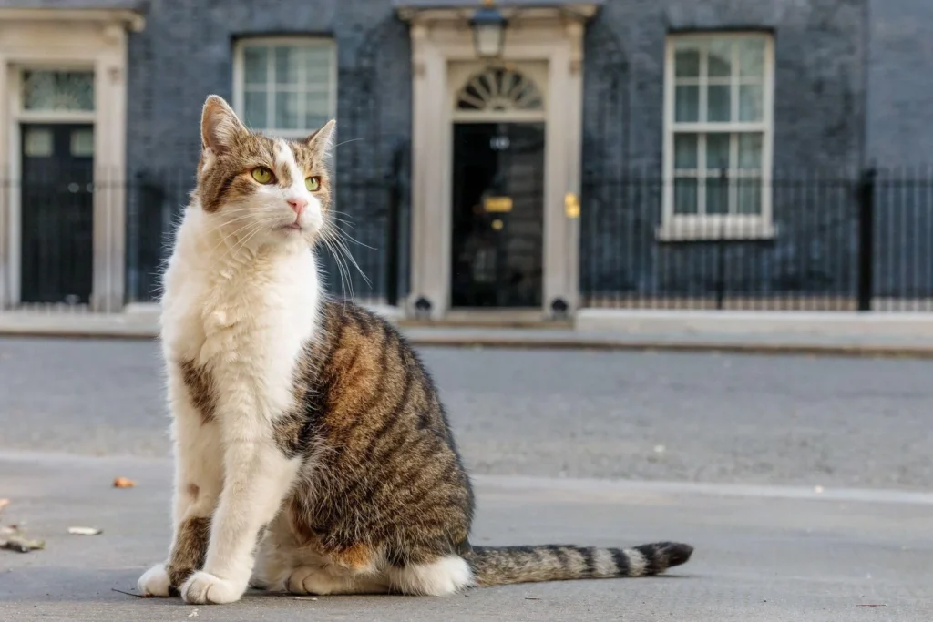 “Keep Calm and Larry On”: Chief Mouser’s Account Steals the Spotlight Amid Starmer’s Resignation