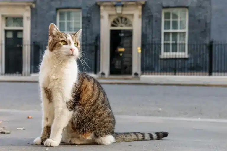 “Keep Calm and Larry On”: Chief Mouser’s Account Steals the Spotlight Amid Starmer’s Resignation