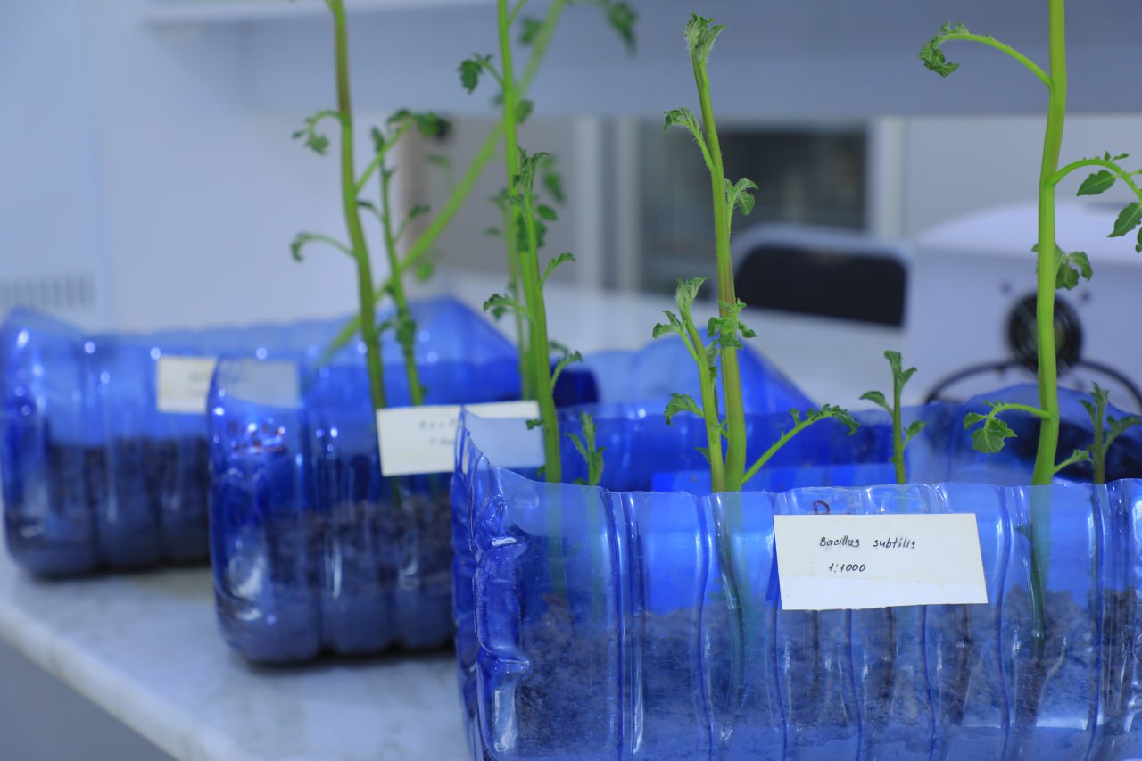 Orolbo‘yi uchun yangi biopreparatlar yaratildi