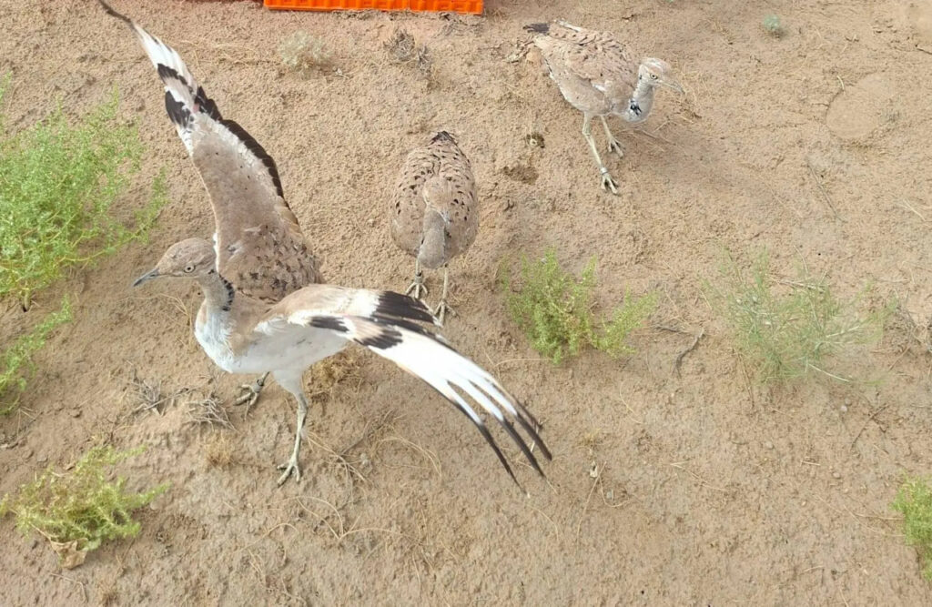 Orolbo‘yida 670 dan ortiq yo‘rg‘a tuvaloqlar tabiatga qo‘yib yuborildi