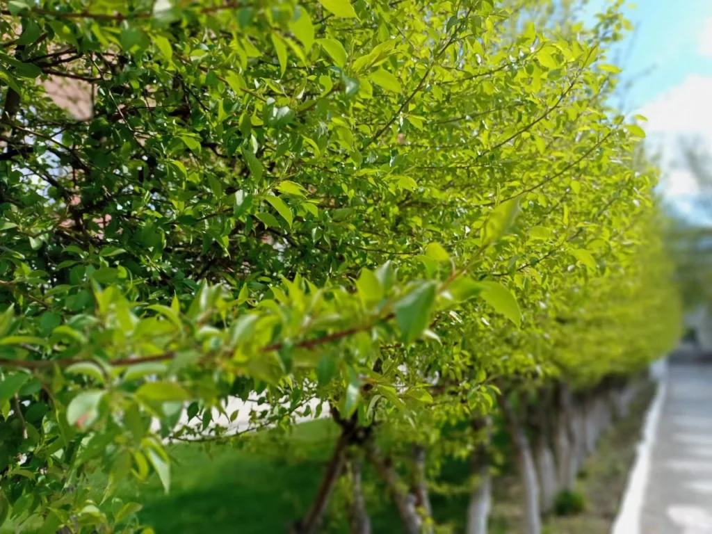 Tashkent Unveils 2045 Green Belt Reforestation Strategy