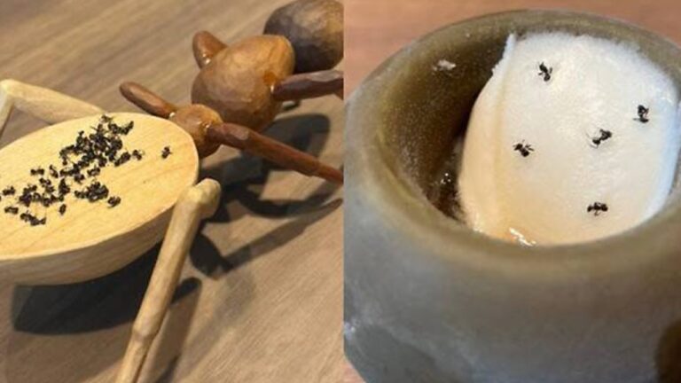Seoul Michelin Chef Risks Jail Over Toxic Ant Garnish on Desserts