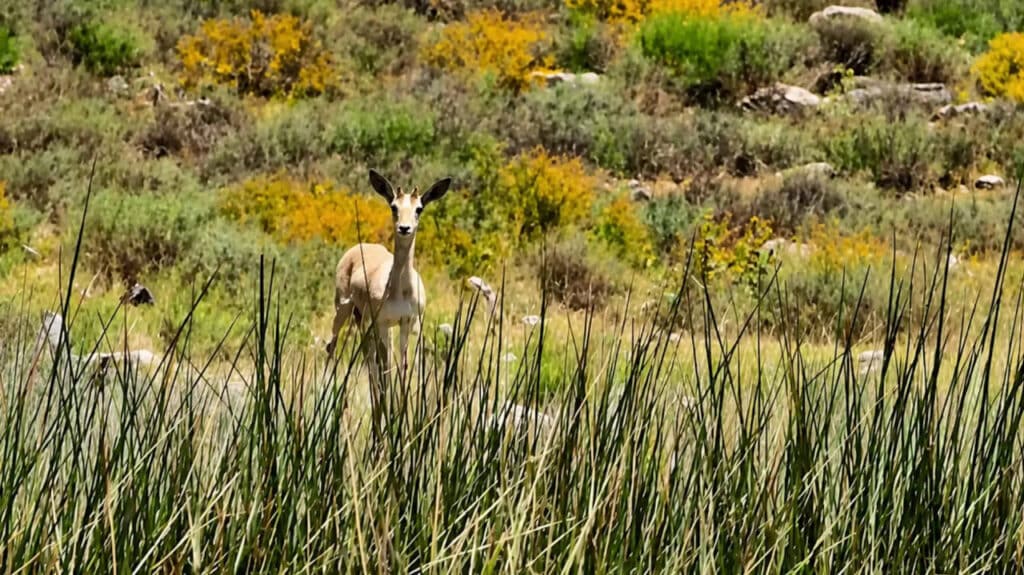 Goitered Gazelles Spotted in Surkhan Nature Reserve for First Time