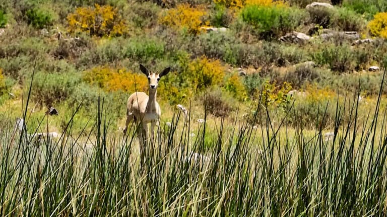 Goitered Gazelles Spotted in Surkhan Nature Reserve for First Time