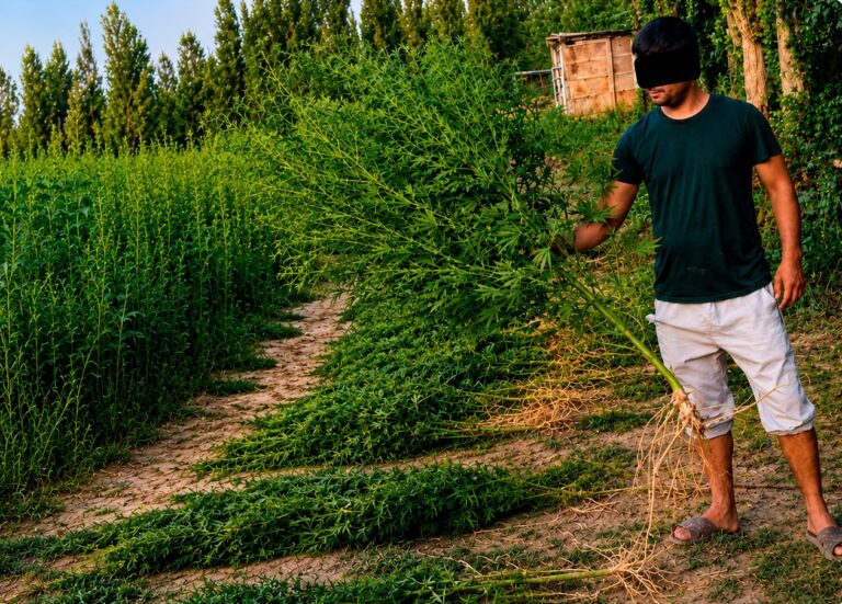 967 gramm gashish va 423 tup kannabis aniqlandi