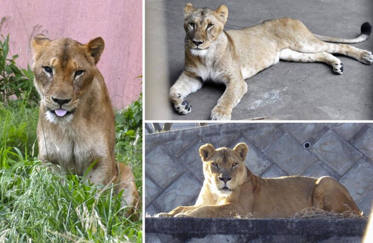 Extreme heatwave kills three lions in Tokyo zoo
