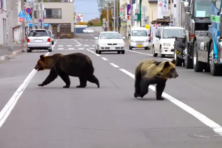 Japan festivals tighten security as bear sightings rise in Tohoku