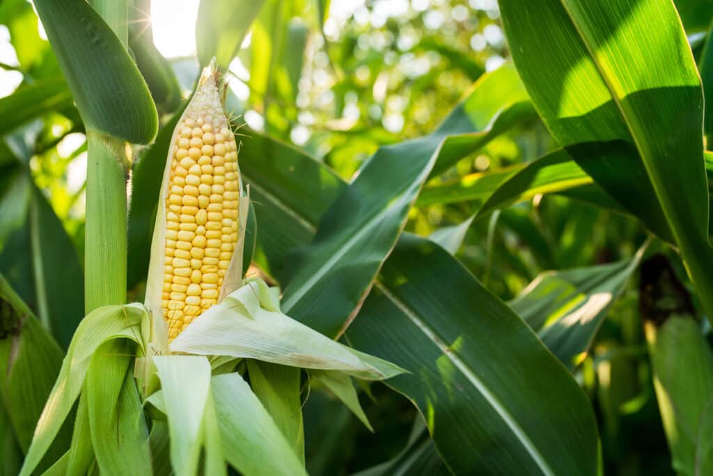 Россия рекордно наращивает кукурузу, ЕС ждет минимум за 20 лет — прогноз USDA