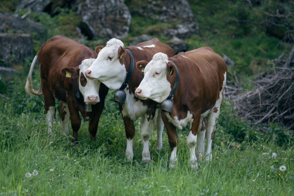 Животноводы Узбекистана могут получить до 2 млн сумов за племенных коров