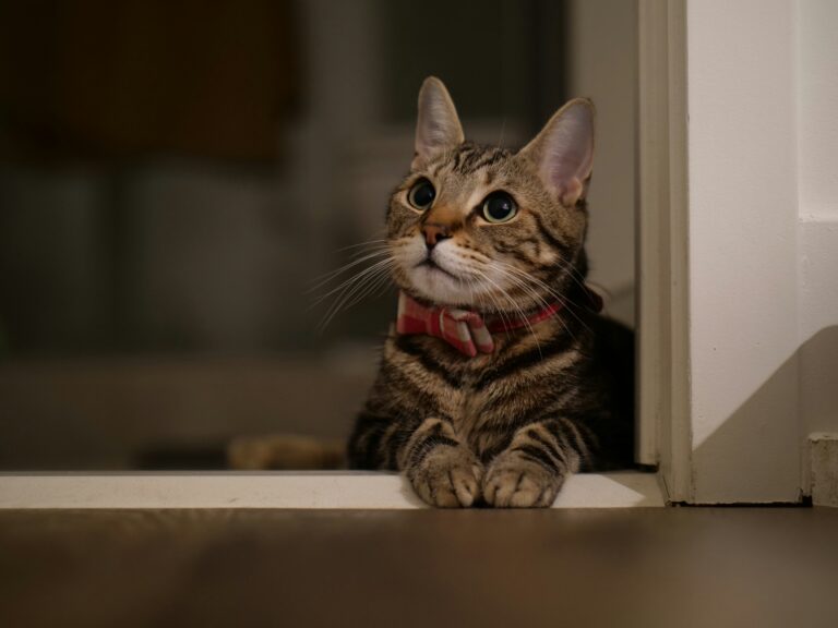 “Our staffers”: Saida Mirziyoyeva posts footage of cats adopted into President’s office