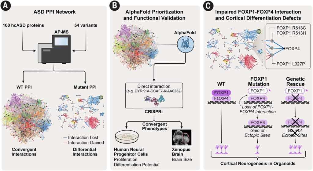 Largest autism protein map reveals shared pathways for targeted treatments