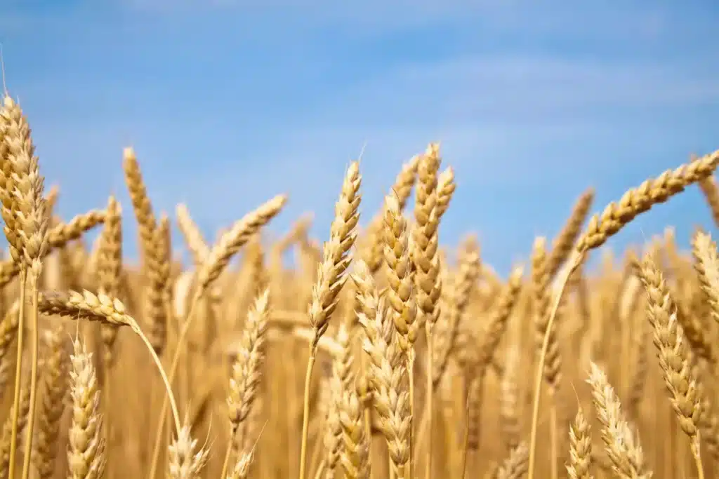 USDA: импорт пшеницы в Узбекистан может сократиться почти на треть