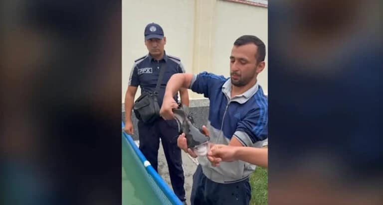 Akula emas, Siam balig‘i — Farg‘onadagi holat bo‘yicha Ekologiya qo‘mitasi izoh berdi
