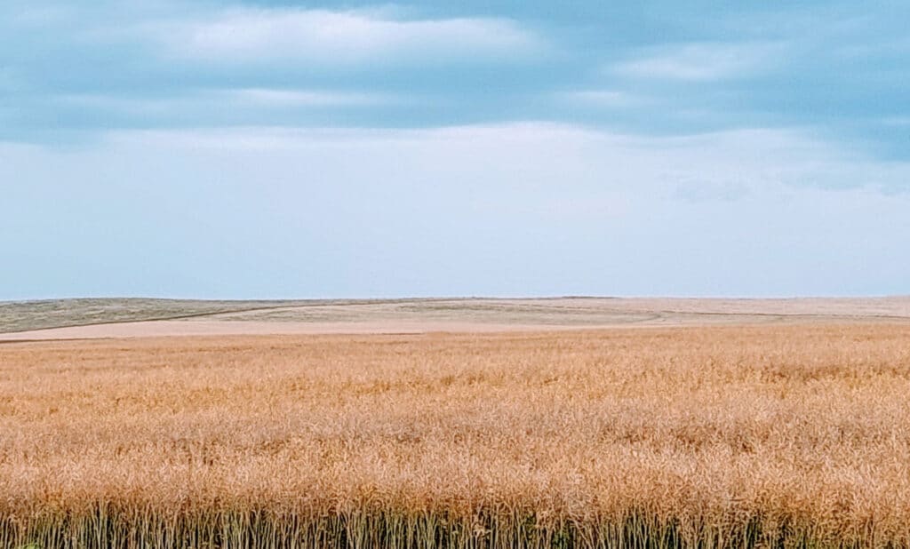 Agrosanoat agentligi sudlarda davlat bojidan ozod qilindi