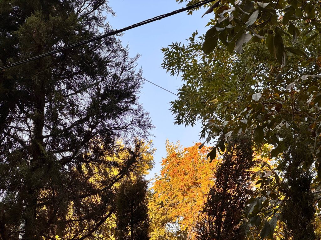осень