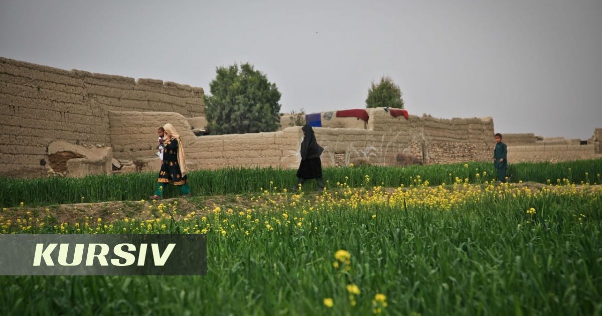 Opium production in Afghanistan jumps fivefold despite Taliban's ban