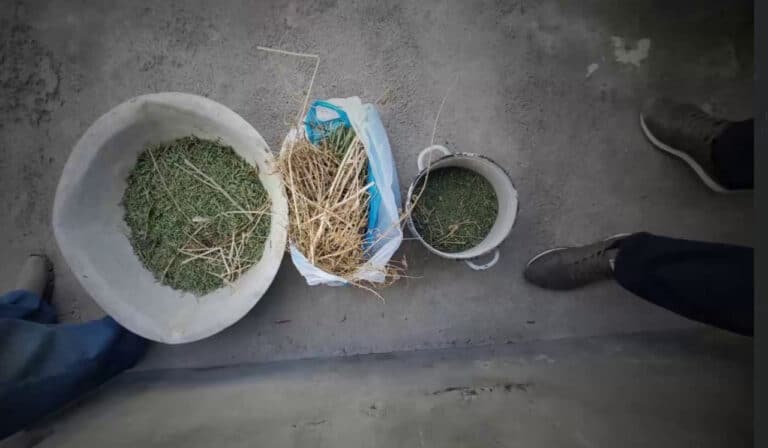Farg‘onada uyning yashirin xonasidan qariyb 3 kg kannabis topildi